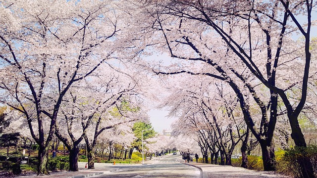 Spring cherry blossoms 